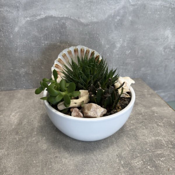 Sukulentų kompozicija „Jūros kvapas“